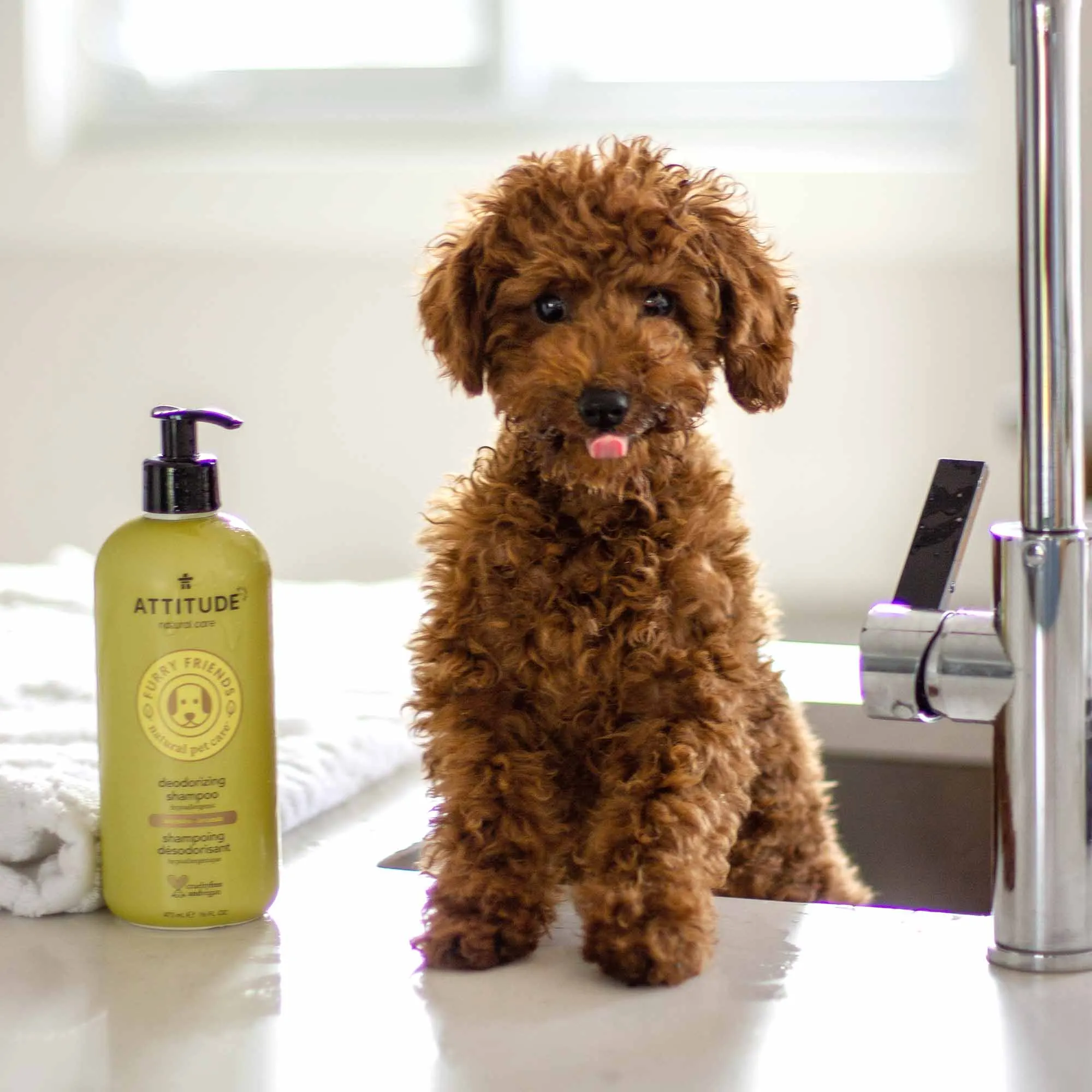 2-in-1 Nourishing Shampoo & Conditioner for Pets : FURRY FRIENDS™